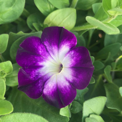 Petunia Sanguna Twirl Blue