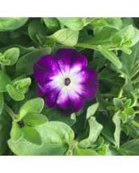 Petunia Sanguna Twirl Blue