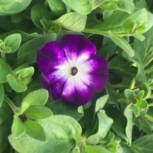Petunia Sanguna Twirl Blue