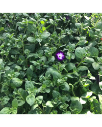 Petunia Sanguna Twirl Blue