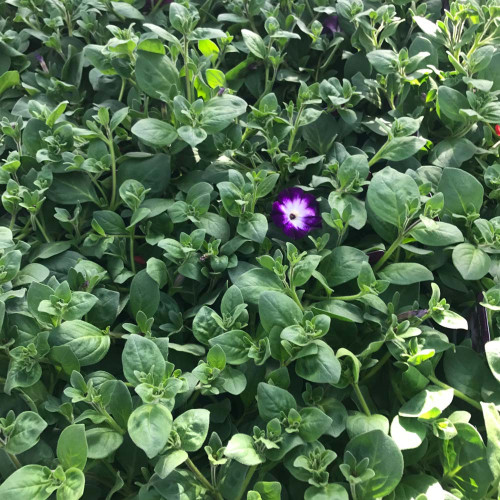 Petunia Sanguna Twirl Blue
