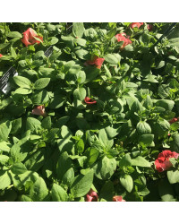 Petunia Sanguna Salmon