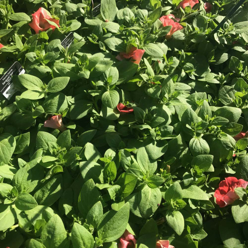 Petunia Sanguna Salmon