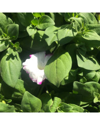Petunia Sanguna Twirl Purple