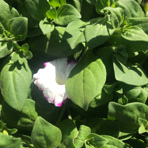 Petunia Sanguna Twirl Purple