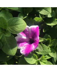 Surfinia Cascade Surprise Purple Dance