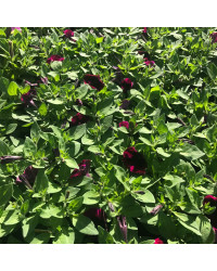 Surfinia Compact Sweetunia Johnny Flame
