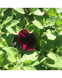 Surfinia Compact Sweetunia Johnny Flame