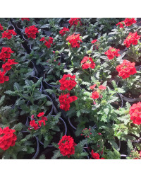 Verveine Retombante Empress Flair Red