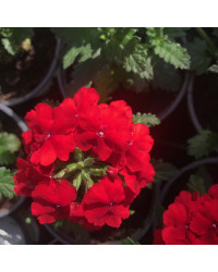 Verveine Retombante Empress Flair Red
