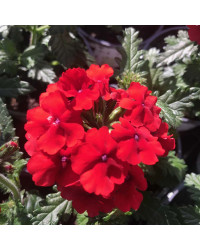 Verveine Retombante Empress Flair Red