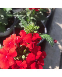 Verveine Retombante Empress Flair Red
