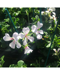 Geranium Lierre Simple Blanc