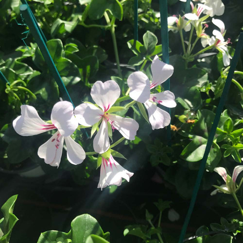 Geranium Lierre Simple Blanc