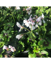 Geranium Lierre Rainbow Blanc