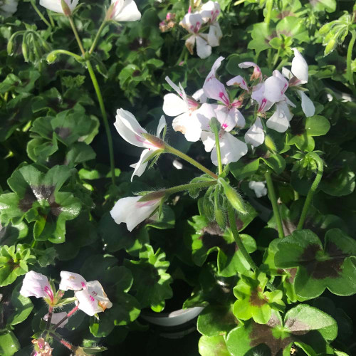 Geranium Lierre Rainbow Blanc