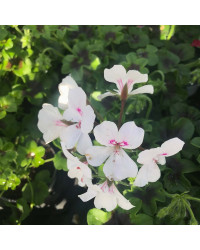 Geranium Lierre Rainbow Blanc