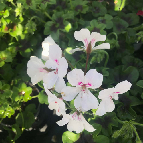 Geranium Lierre Rainbow Blanc