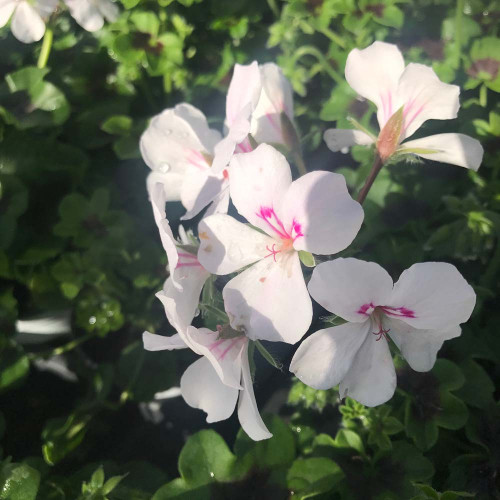 Geranium Lierre Rainbow Blanc