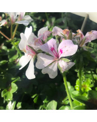 Geranium Lierre Rainbow Blanc