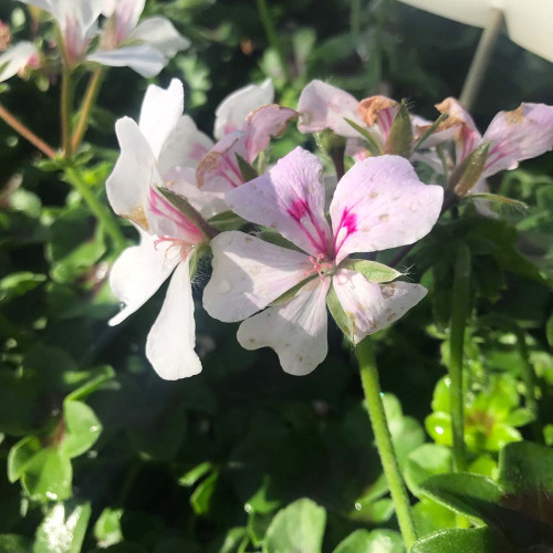Geranium Lierre Rainbow Blanc