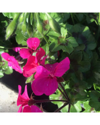 Geranium Lierre Rainbow Neon