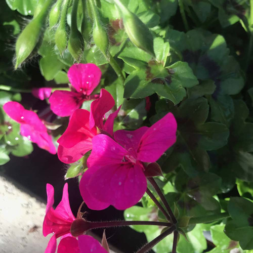 Geranium Lierre Rainbow Neon