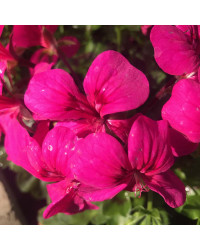 Geranium Lierre Rainbow Neon