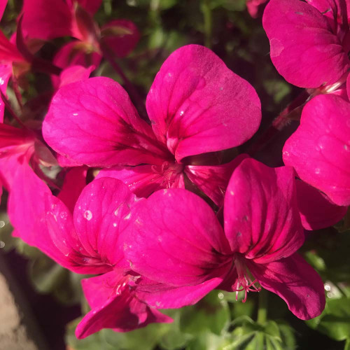 Geranium Lierre Rainbow Neon