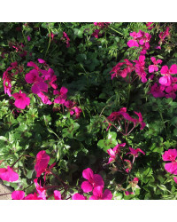 Geranium Lierre Rainbow Neon