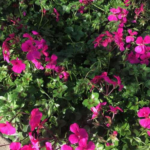 Geranium Lierre Rainbow Neon