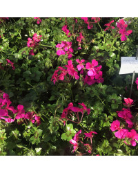 Geranium Lierre Rainbow Neon