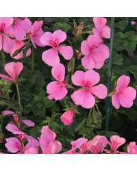 Geranium Lierre Rainbow Rose