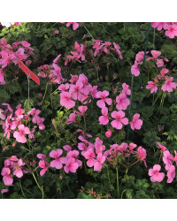 Geranium Lierre Rainbow Rose
