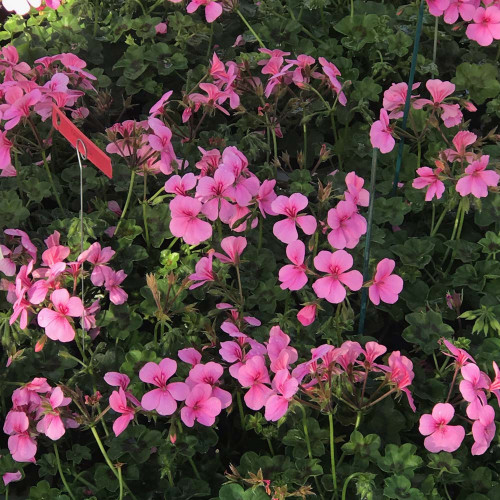 Geranium Lierre Rainbow Rose