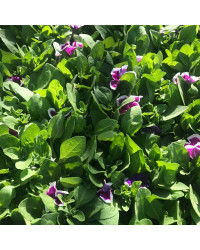 Petunia Hybrida Sanguna Purple Picotee