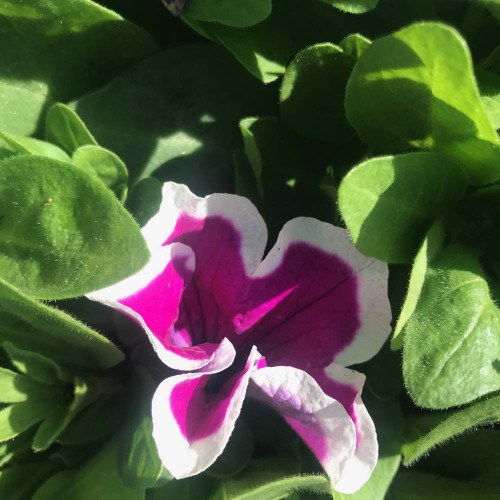 Petunia Hybrida Sanguna Purple Picotee