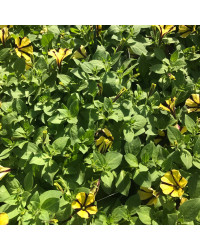 Petunia Gotunia Tiger Stripe