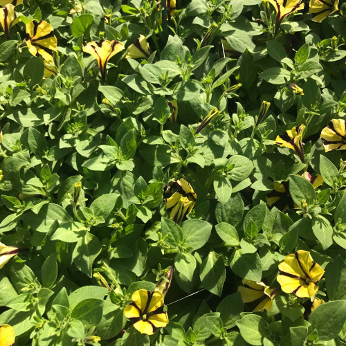 Petunia Gotunia Tiger Stripe