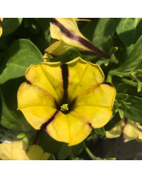 Petunia Gotunia Tiger Stripe