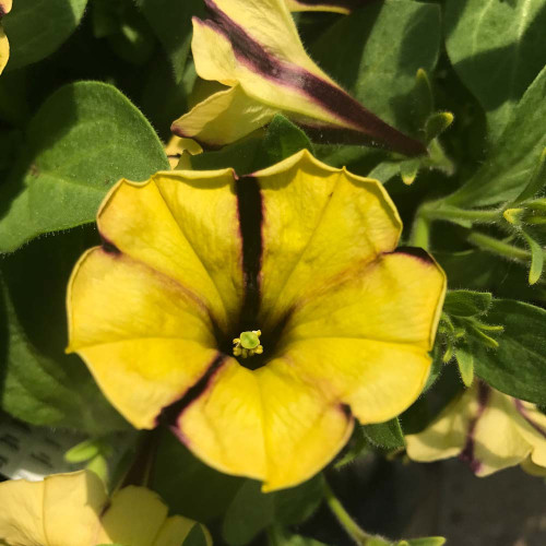 Petunia Gotunia Tiger Stripe