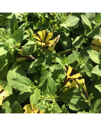 Petunia Gotunia Tiger Stripe