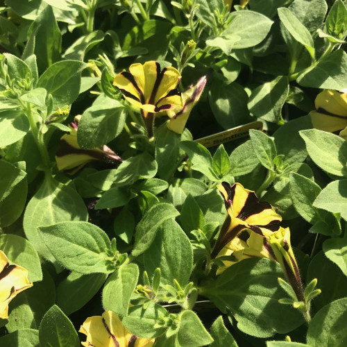 Petunia Gotunia Tiger Stripe