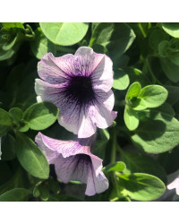 Surfinia Cascade Sweetunia Purple Spotlight