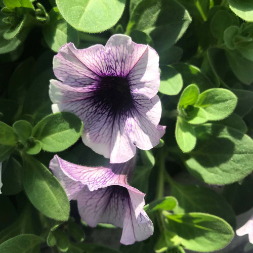 Surfinia Cascade Sweetunia Purple Spotlight