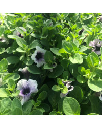 Surfinia Cascade Sweetunia Purple Spotlight