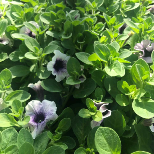 Surfinia Cascade Sweetunia Purple Spotlight