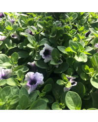 Surfinia Cascade Sweetunia Purple Spotlight