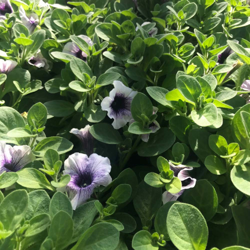 Surfinia Cascade Sweetunia Purple Spotlight