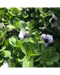 Surfinia Cascade Sweetunia Purple Spotlight